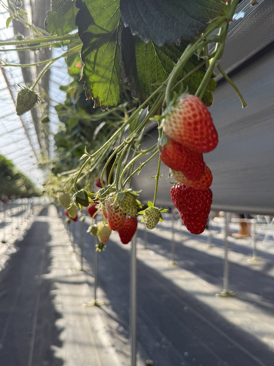 Yatao_'s tweet photo. いちご狩り行ったよ🍓 https://t.co/XP3lsflFVp