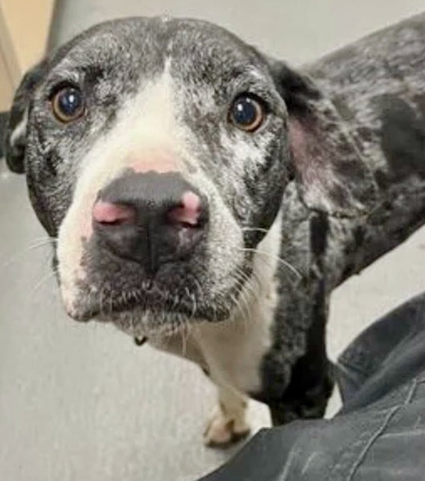 LeporidaeCheryl's tweet image. Beautiful NALA #A385138 wants to lock 🔒 SOULS with you.

That honest, HEART-STOPPING gaze! Those SWEET eyes ! 

It's the ONLY way she can communicate how much she wants to
LIVE &amp;amp;  shower someone with ALL the love 💕 she's never known!🙏

3️⃣ yo Cattle 🐕‍🦺 mix. 
#CorpusChristiACS