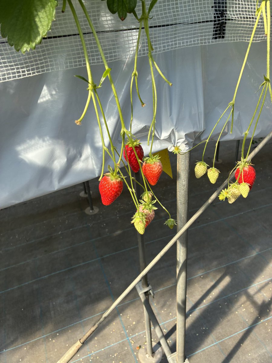 人生初の いちご狩り🍓