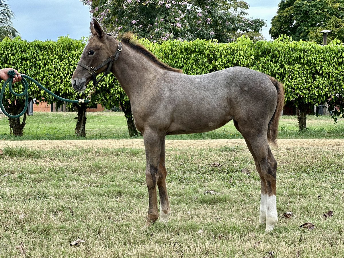 Haras Los Caracaros tweet media