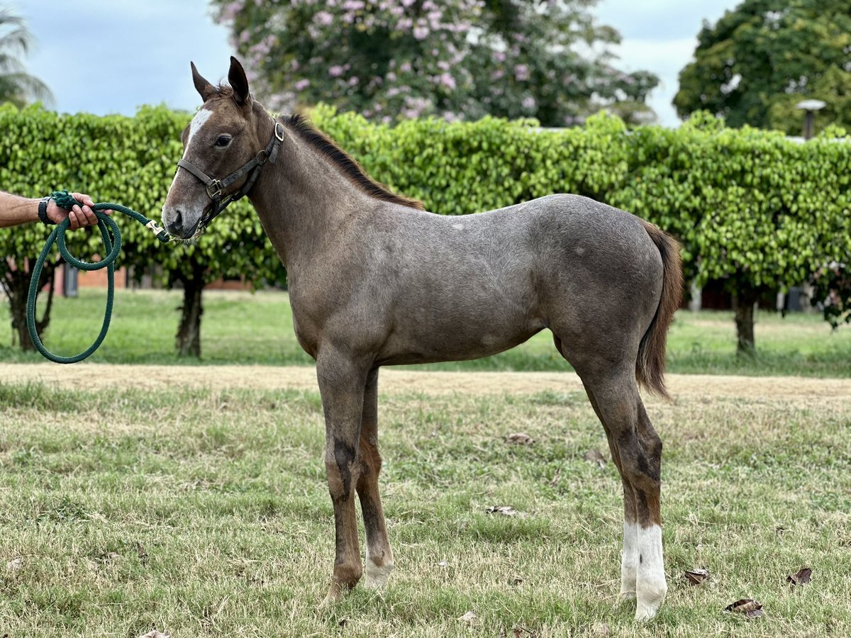 Haras Los Caracaros tweet media