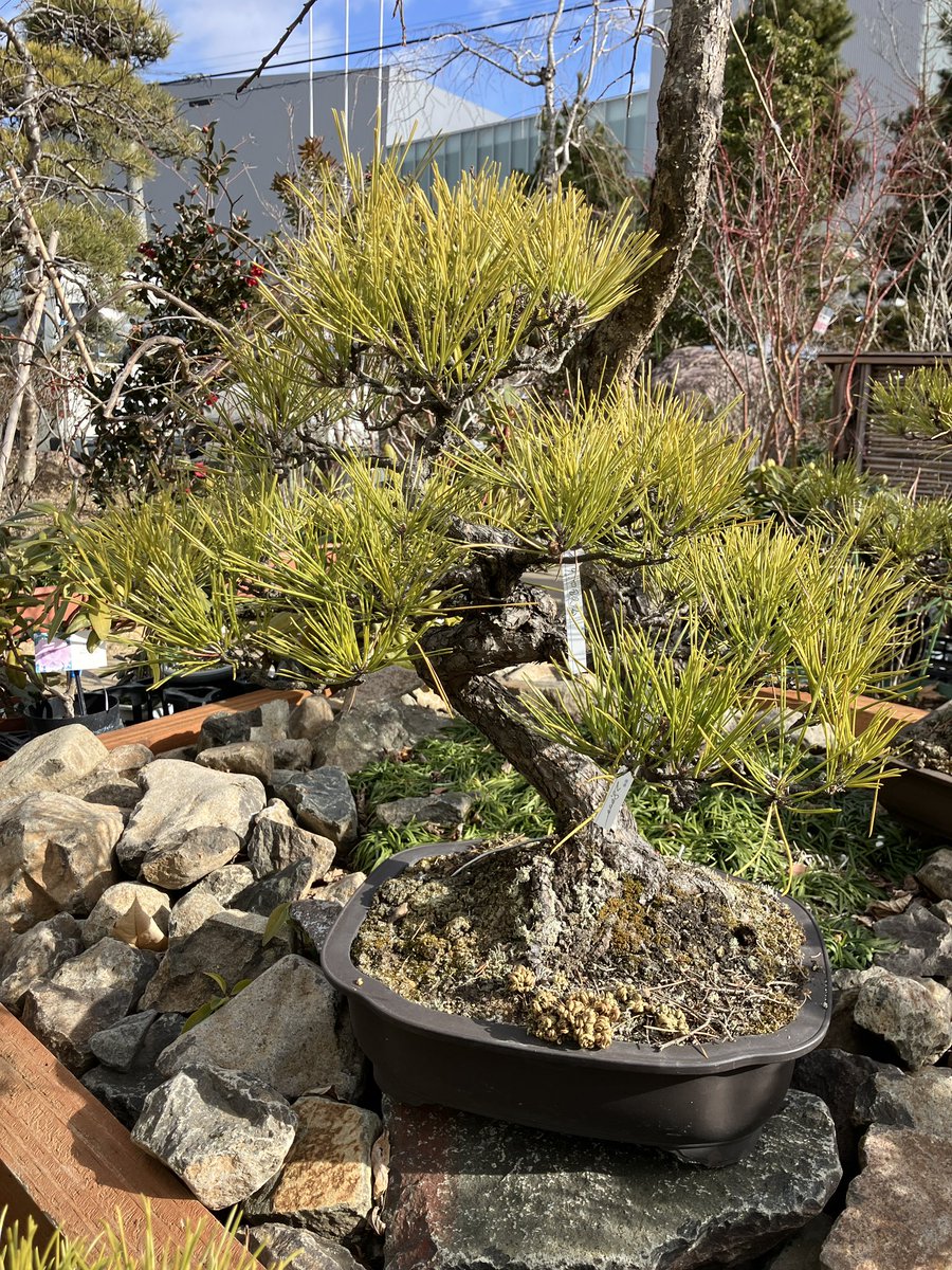 鉢物コーナーより
寒さ厳しい季節ですが侘助椿が素敵な花を咲かせていました！

盆栽コーナーもいくつか新しく入荷しているようです。

冬季は開園時間が17時までとなります。よろしくお願いします。