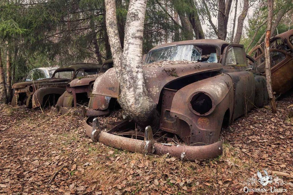 🐘 Does this look like an elephant to you? I can't unsee it. Hidden in a Swedish forest, a car graveyard with hundreds of cars. Two brothers opened it in the 1950s and closed in the 1980s, leaving cars. #Sweden #Photography #AbandonedPlaces