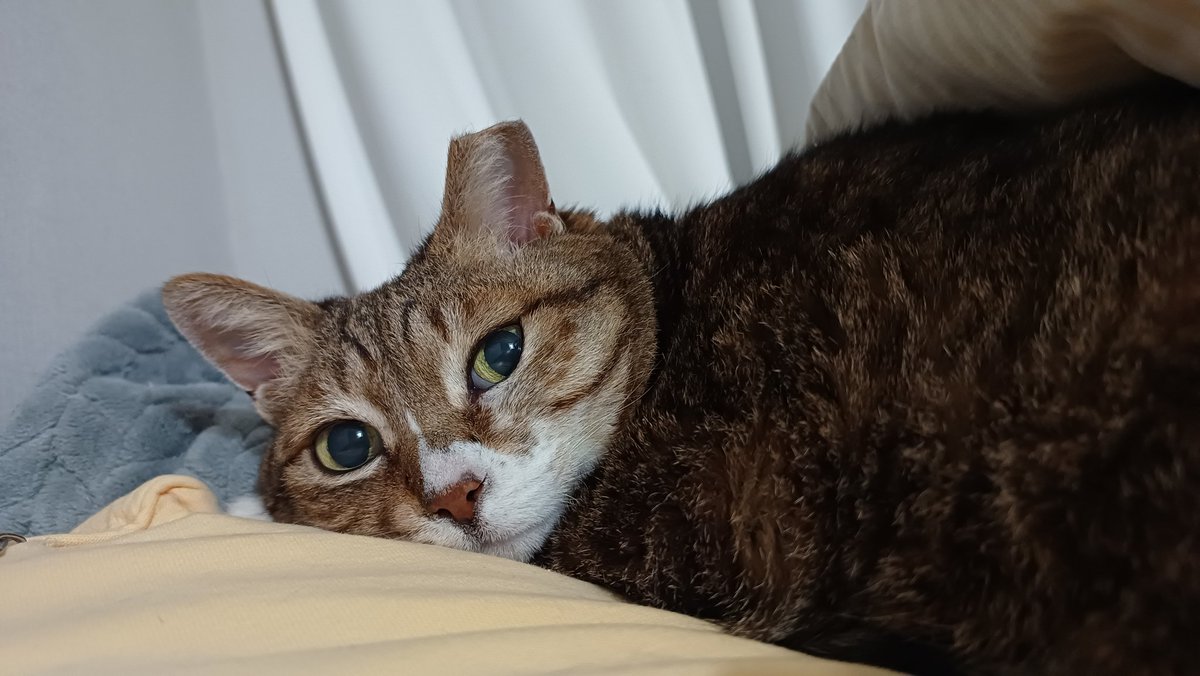 Wanducat's tweet photo. 완두 근황:여전히 왕크왕귀 https://t.co/jzDiWZygcC