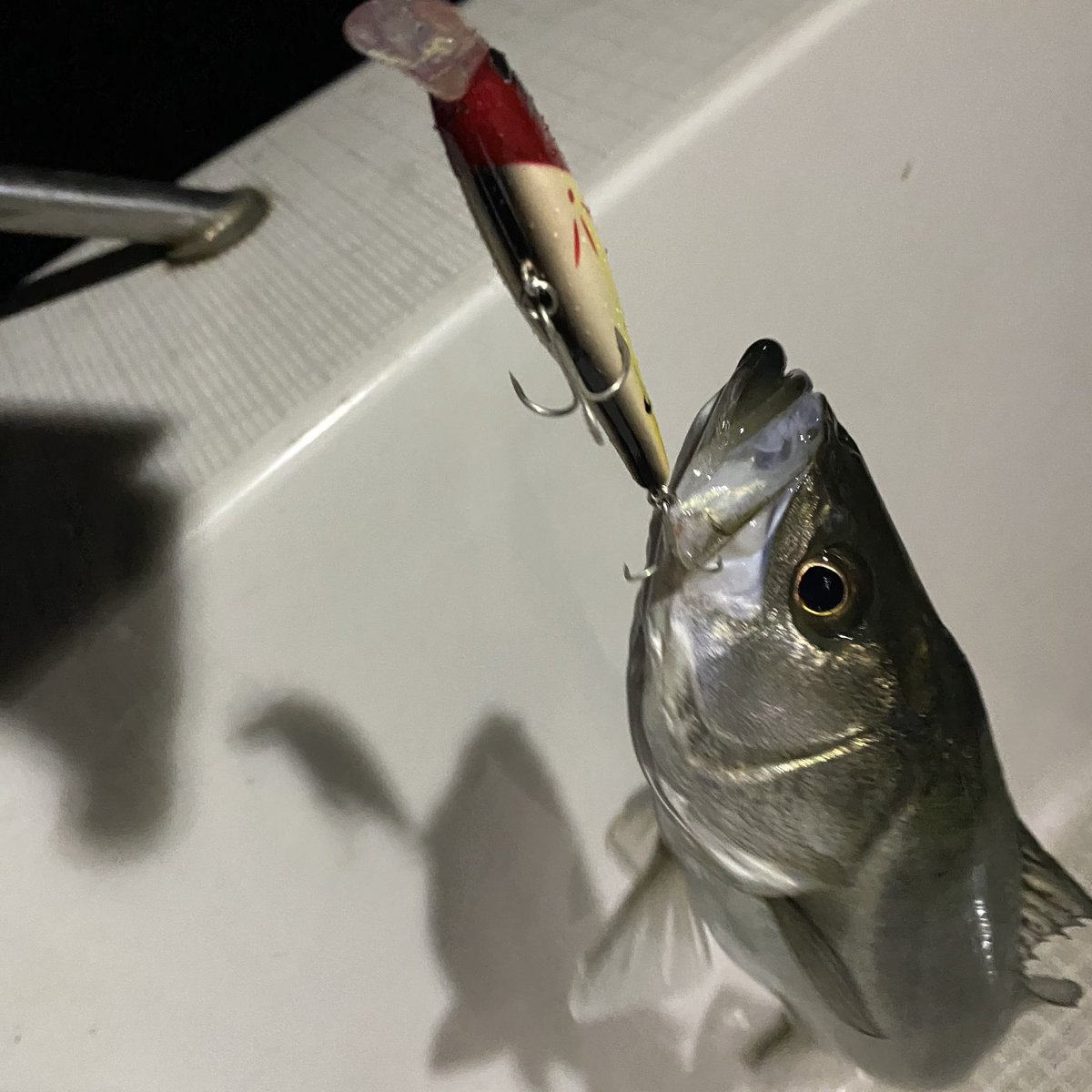 カサゴの後はシーバス🐟
イワシたくさん浮いてて、ライズ連発してるところで、サーフェイスワンダーでキャッチ☺️
あとはビーフリーズ78Sとワンダー80のあかねんさんカラーでもたくさん釣れた〜🙌
秋シーバスはなかなか釣れなかったから、数釣れると嬉しい😭