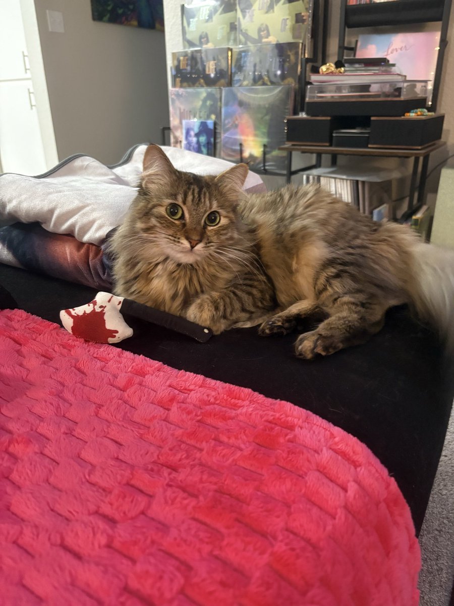 Her favorite toy is a bloody axe filled with catnip. I should be sleeping with one eye open.