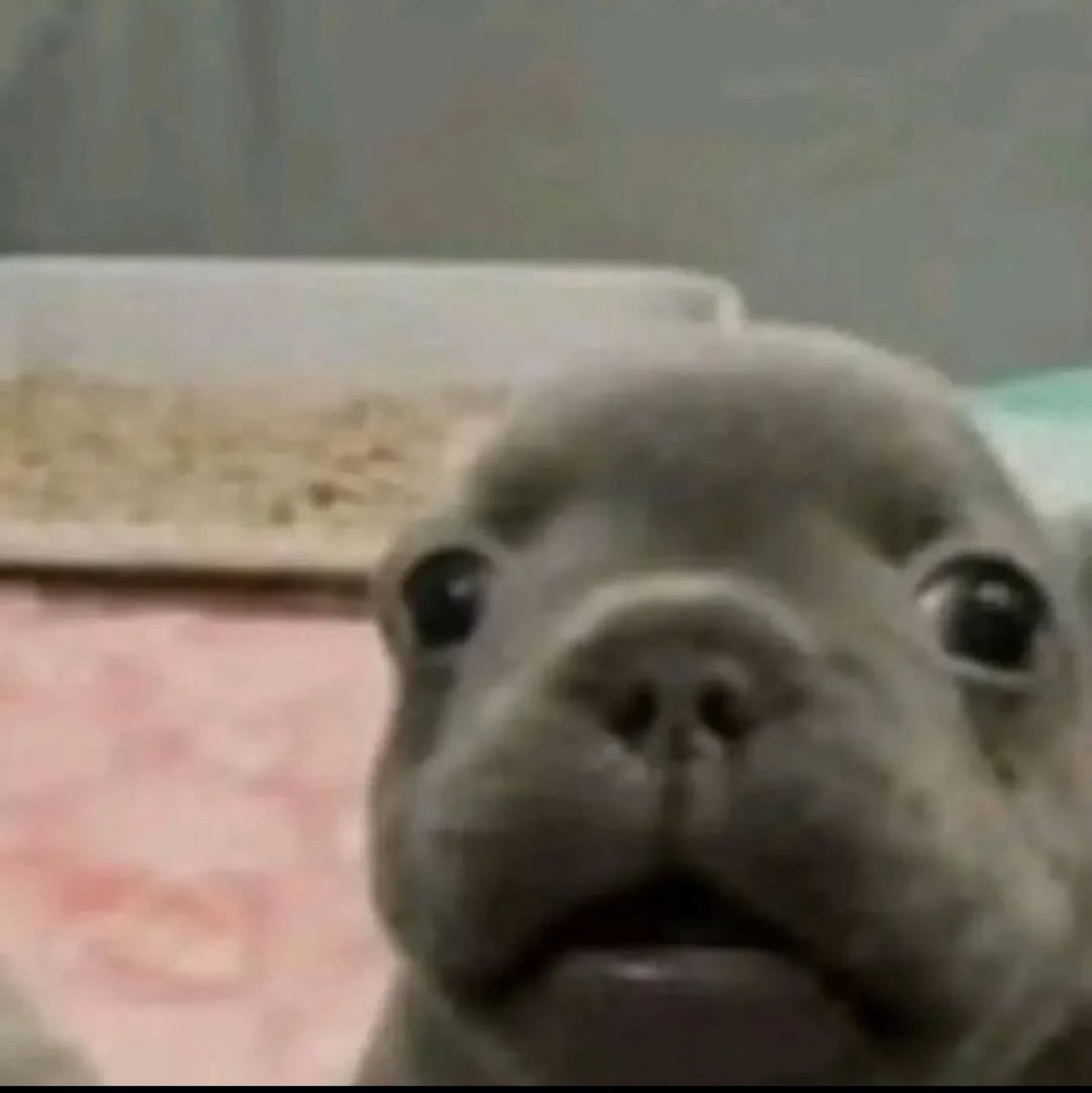 Metal Sonic tweet media