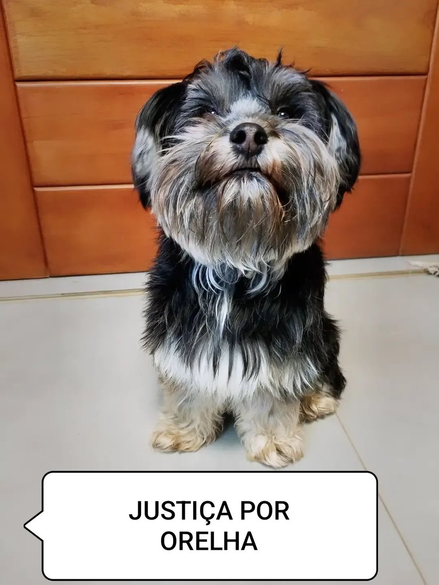 Tutu tbm tá na campanha 

#justicapororelha