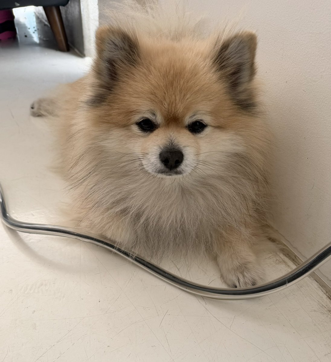 デカポメ🐶⛩️ポルくん🗼 (@AccessoryshopF) / Posts / X