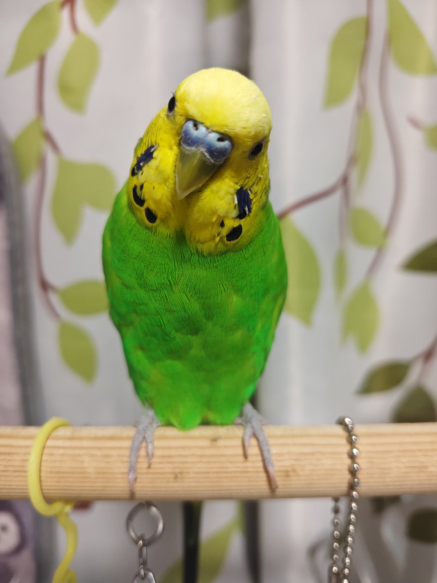 さくらといんこ tweet media