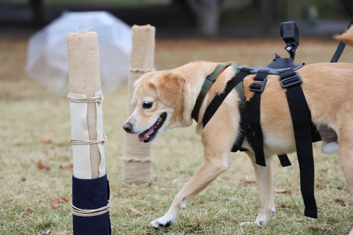 dogpeeproject's tweet photo. 1月30日-1月31日の展示では、犬のおしっこを吸着し、回収するマーキングポールの実証実験の様子を公開します🐕

#犬 #多種共生 #まちづくり #世田谷区 #下北沢 https://t.co/8yJq5TgoI9