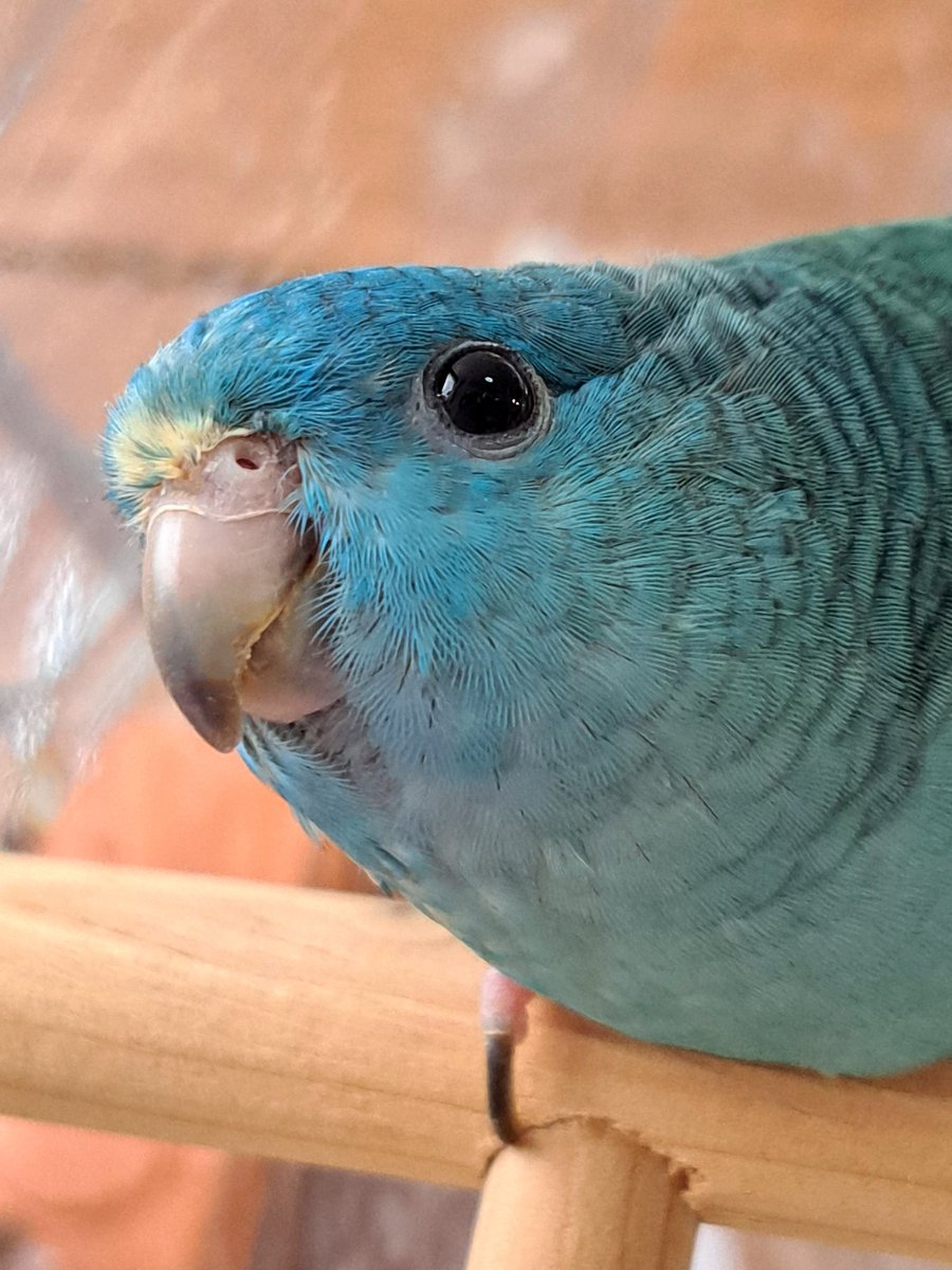 linnie_IZUMO's tweet photo. ご機嫌でオヤツを食べる出雲🎵

#サザナミインコ #parakeet #インコ #出雲 #鳥 #Lineolatedparakeet #사자나미 https://t.co/UGSji5V2GT