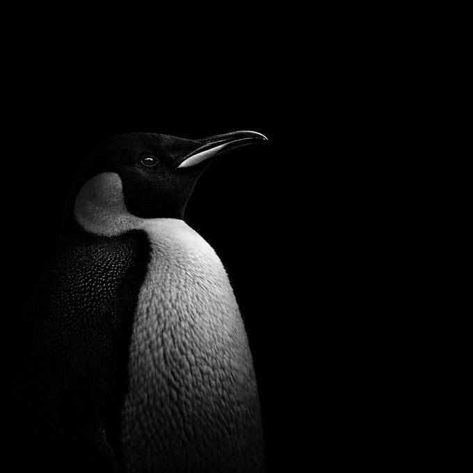 Onchain Newton tweet media