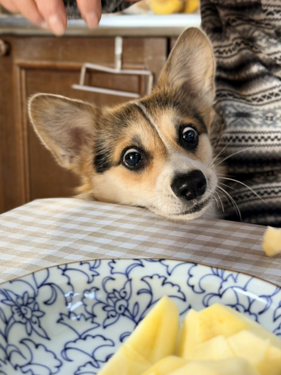 黒コーギーのロボさん (@juntan911rsr) / Posts / X