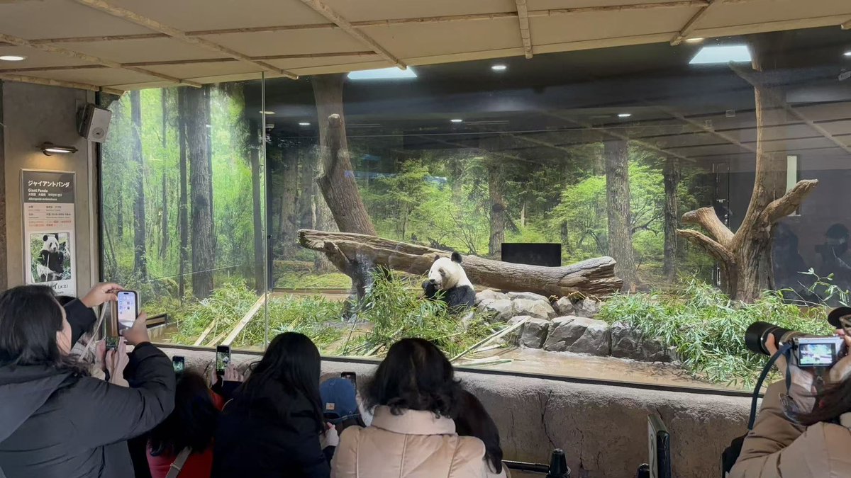 25日、東京・上野動物園で飼育されている双子のジャイアントパンダ「暁