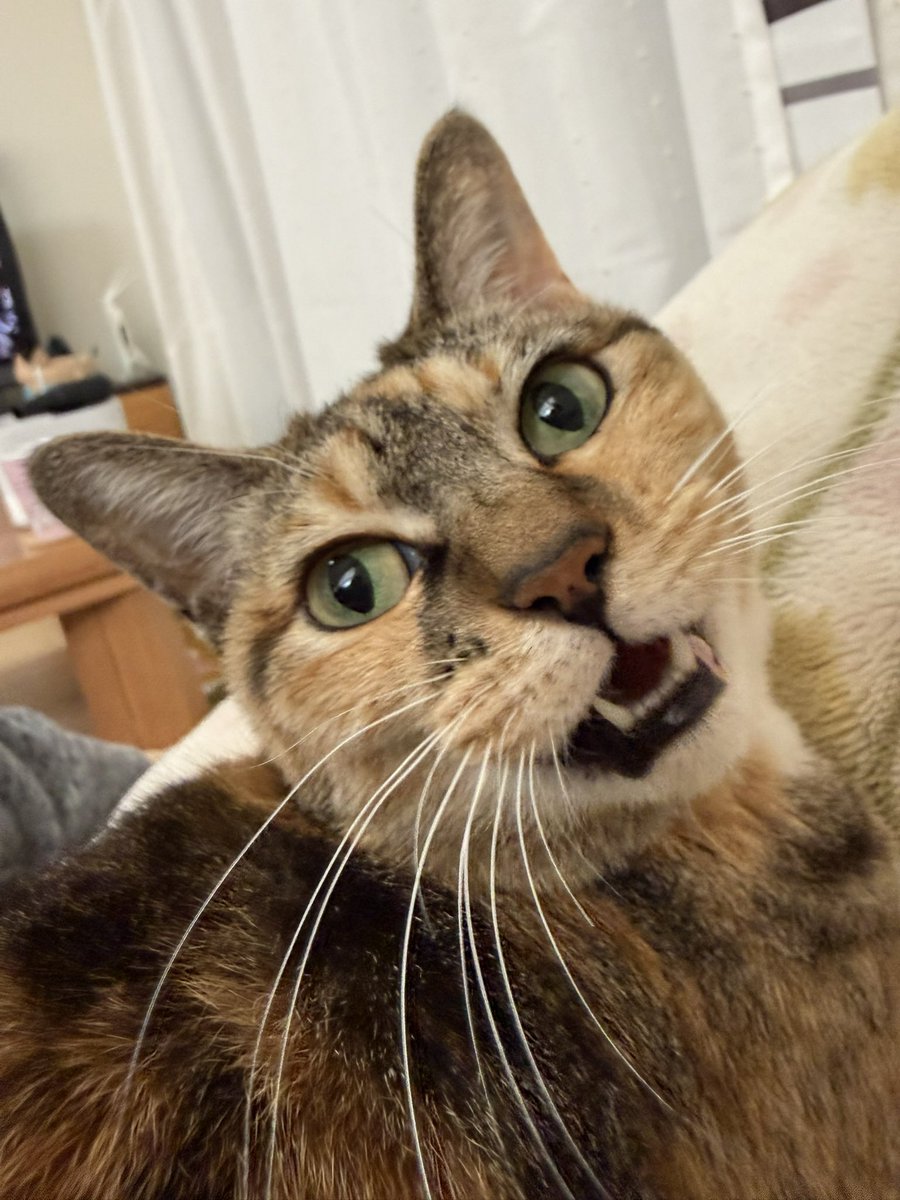 くろみつ (@kimkkCats) / Posts / X