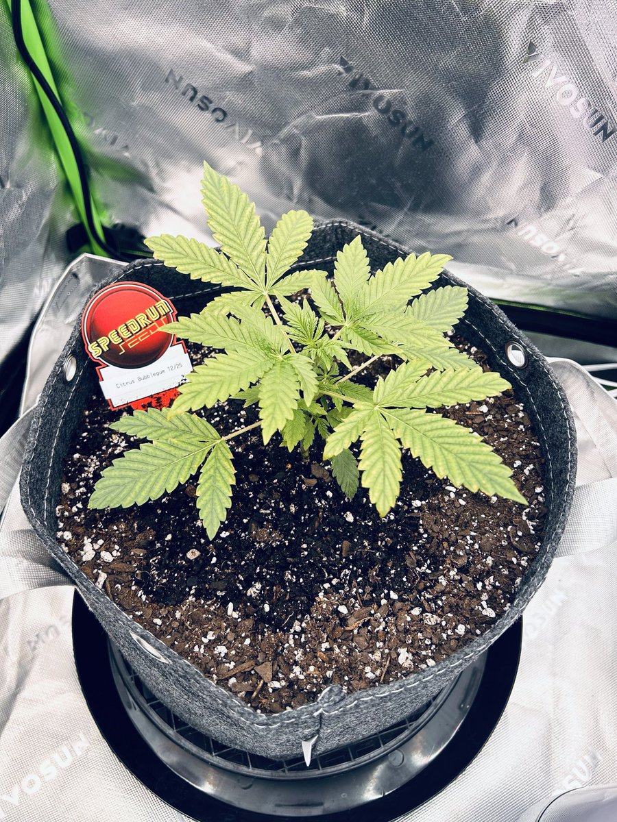 Cabin Early tweet media