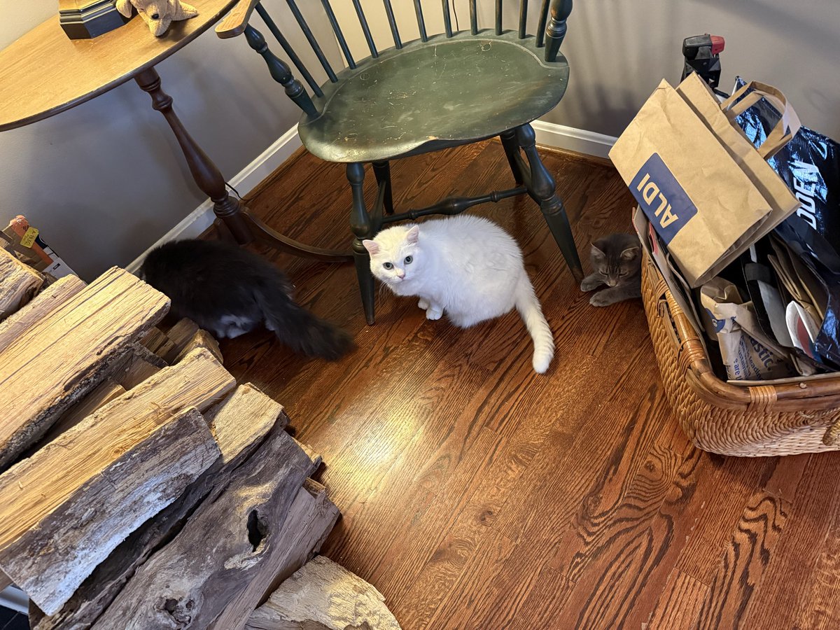 luigiscondo's tweet photo. The cats are lining up to get their allocated Wood Sniff, Dorian is lording over his fireplace, and eggplant Parmesan is being made. Snowstorm preparedness is a go 🫡 https://t.co/XRpEiQuReg