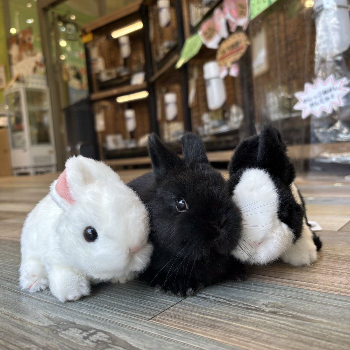 白黒に囲まれたブラックちゃん🖤✨ #うさぎ #南町田グランベリーパーク