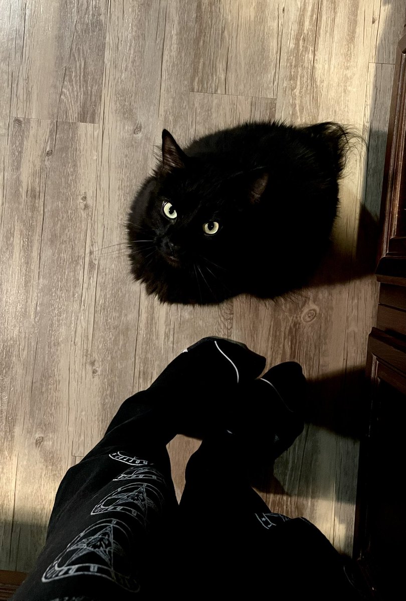 LizzyBorden6's tweet photo. Vampy.. (He thinks he is a lil kitten but he is a lil panther) 

#caturday #blackcat https://t.co/qRLRZzoSe7