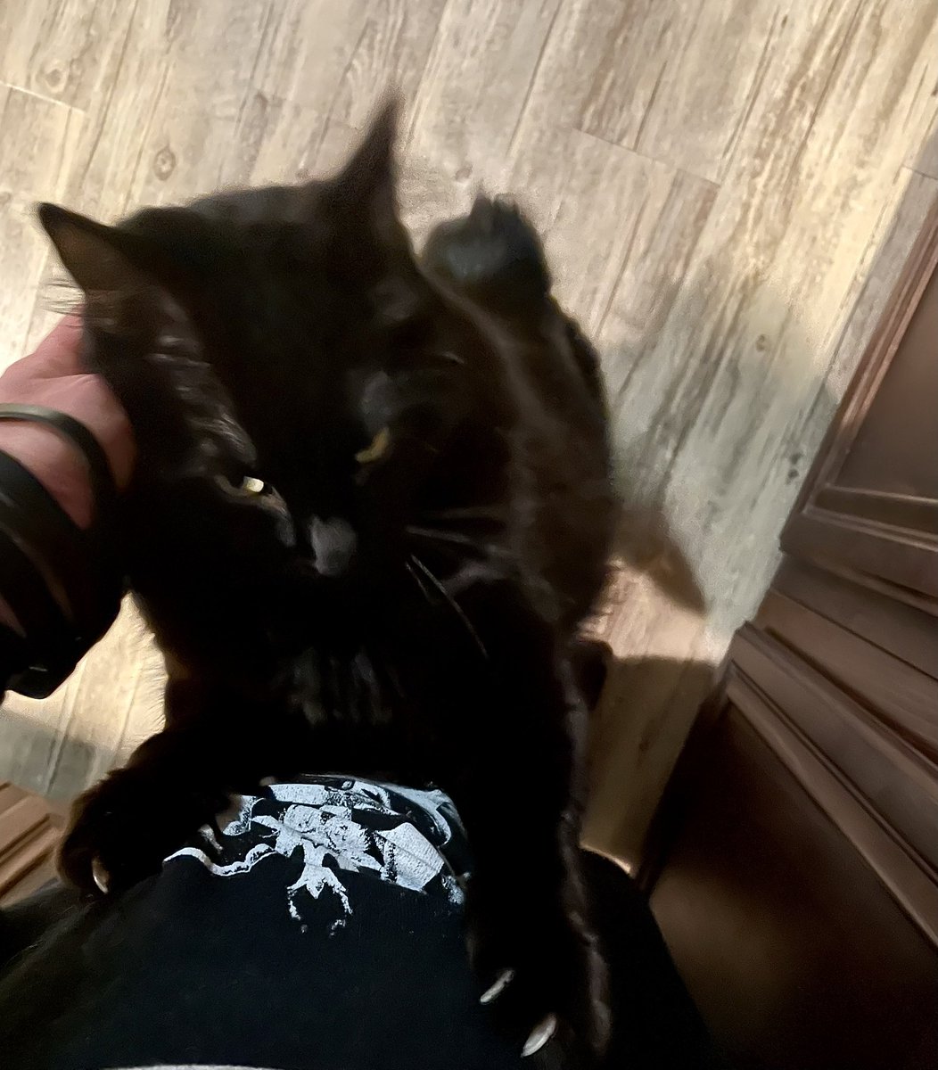 Vampy.. (He thinks he is a lil kitten but he is a lil panther) 

#caturday #blackcat