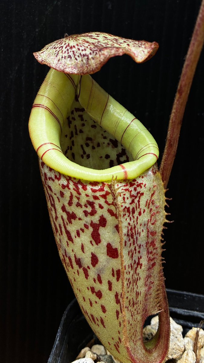plan7s's tweet photo. Nepenthes burbidgeae
#Nepenthes #ネペンテス #食虫植物 https://t.co/UcXaqxEOUq