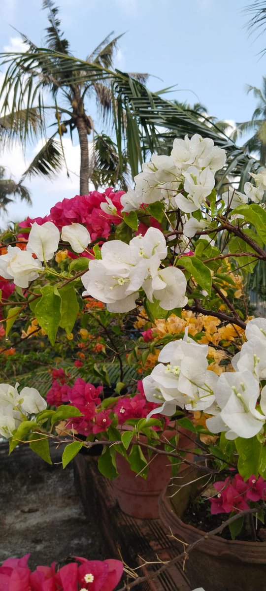 am_Migrade's tweet image. Sunday mornings hit different when nature does the talking 🌸🤍
Fresh blooms, soft breeze, coconut trees swaying… pure peace mode ON.
Let today be slow, simple, and beautiful.
#SundayVibes #MorningBliss #NatureLove #PeacefulMoments #WeekendMood