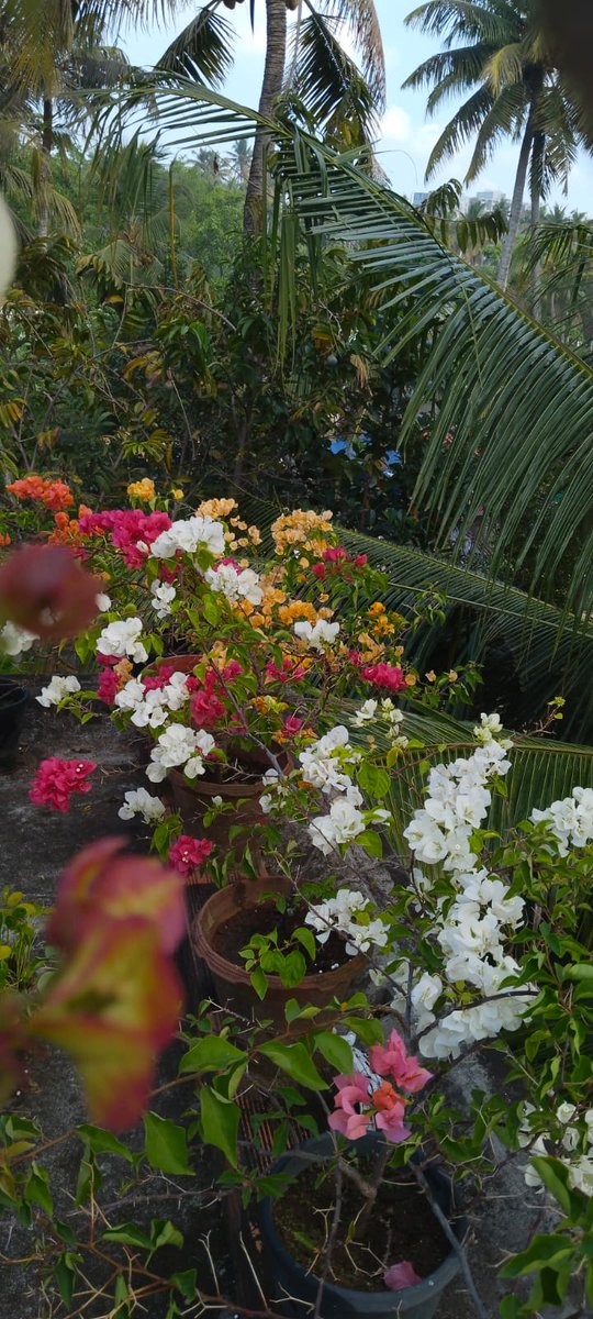 am_Migrade's tweet image. Sunday mornings hit different when nature does the talking 🌸🤍
Fresh blooms, soft breeze, coconut trees swaying… pure peace mode ON.
Let today be slow, simple, and beautiful.
#SundayVibes #MorningBliss #NatureLove #PeacefulMoments #WeekendMood