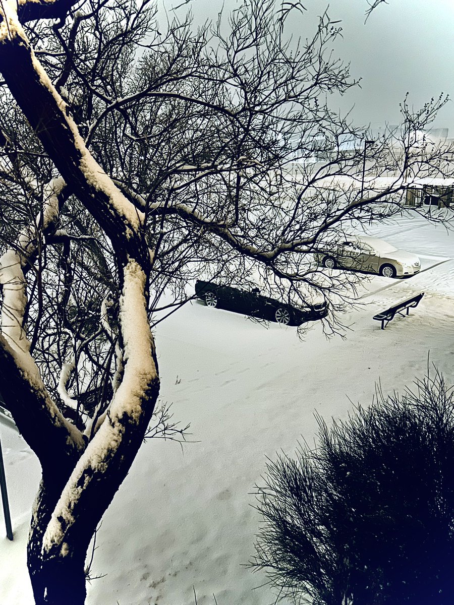#Roswell #NewMexico Snowed all day, more expected all through the night and all day tomorrow! ❄️❄️❄️❄️❄️