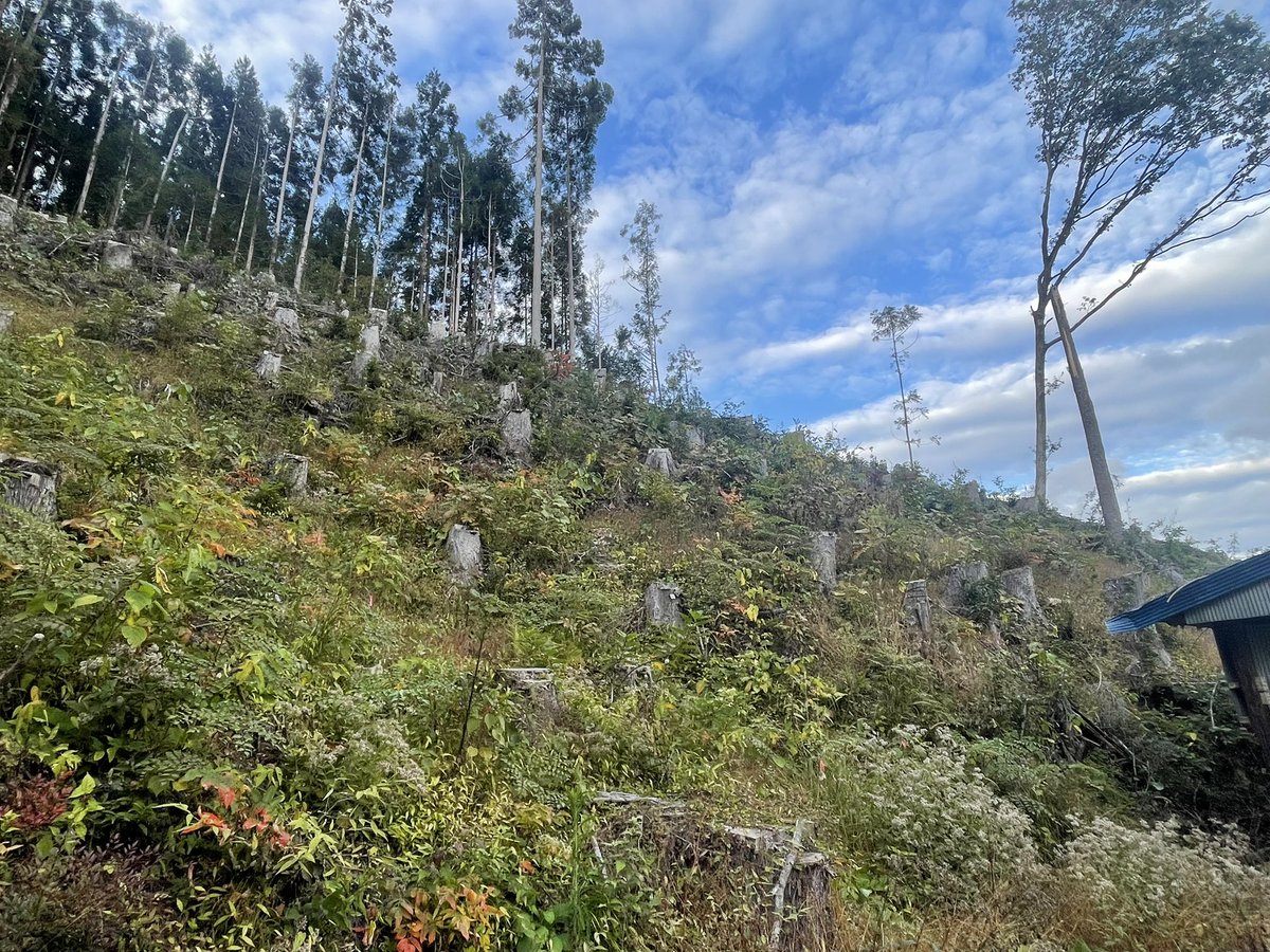 hori_shunsuke's tweet photo. 3年前に川と森で初めて造林した場所。里山の皆伐地に広葉樹をなるべく残しながら、クヌギとスギを植えた。暮らしと自然が混ざる場所で、20年後には収入を得られるような場所を目指している。3年経ちスギは2-3mに、クヌギは2mほどにスクスク育っている。切るだけでなく育てる林業も楽しいぞ！ https://t.co/LSdYARBPyM