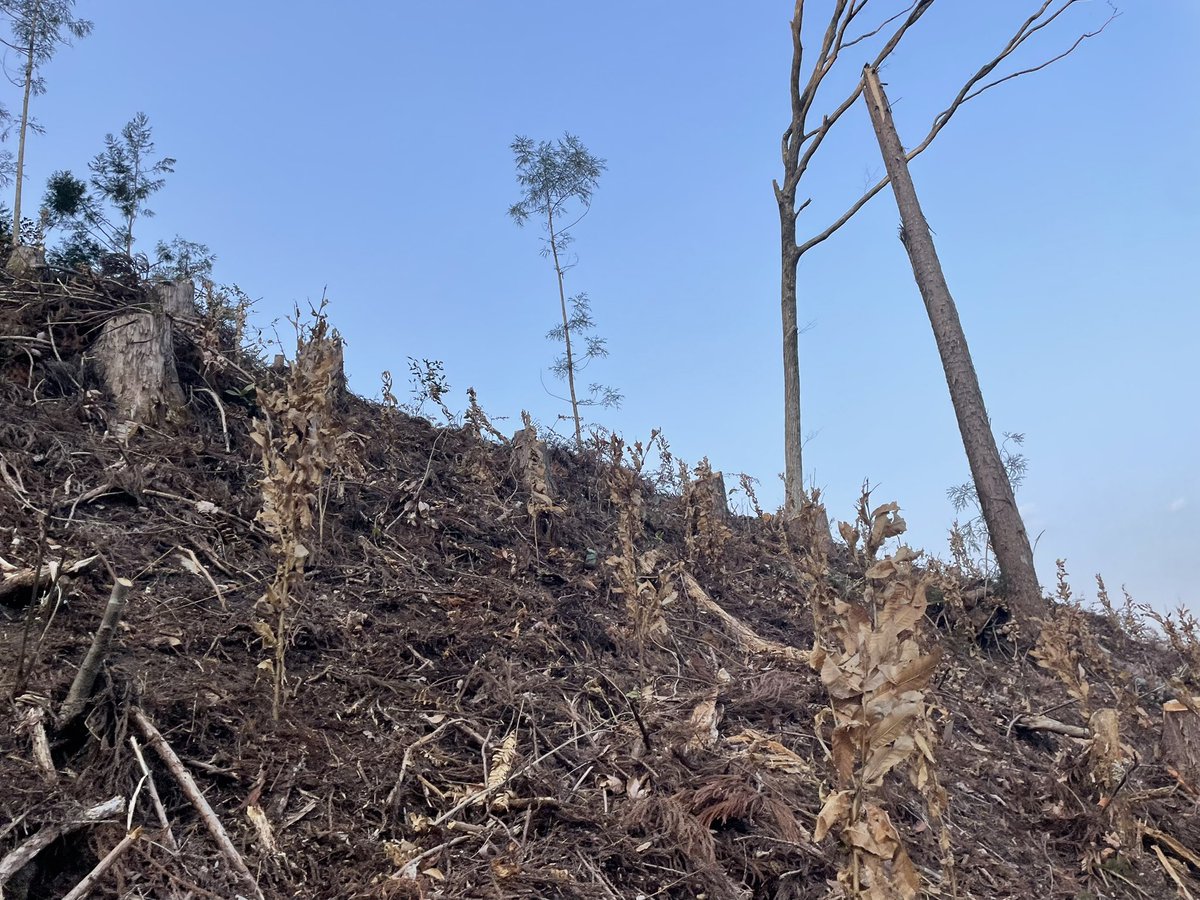 hori_shunsuke's tweet photo. 3年前に川と森で初めて造林した場所。里山の皆伐地に広葉樹をなるべく残しながら、クヌギとスギを植えた。暮らしと自然が混ざる場所で、20年後には収入を得られるような場所を目指している。3年経ちスギは2-3mに、クヌギは2mほどにスクスク育っている。切るだけでなく育てる林業も楽しいぞ！ https://t.co/LSdYARBPyM