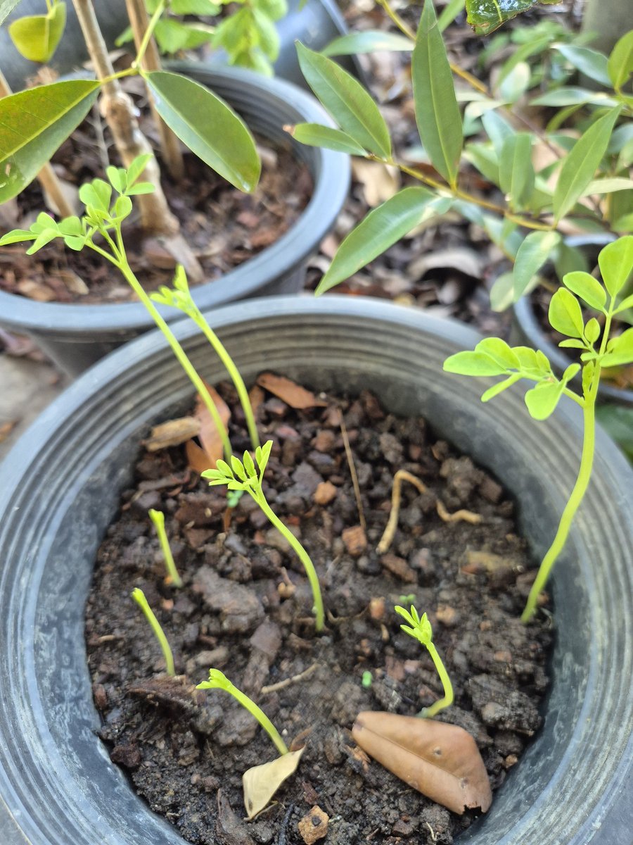 เพาะต้นมะรุมไว้ แอบเก็บฝักใต้ต้นมาฝักนึง มี 10 เม็ด อัตราการงอกค่อนข้างดีอยู่นะ