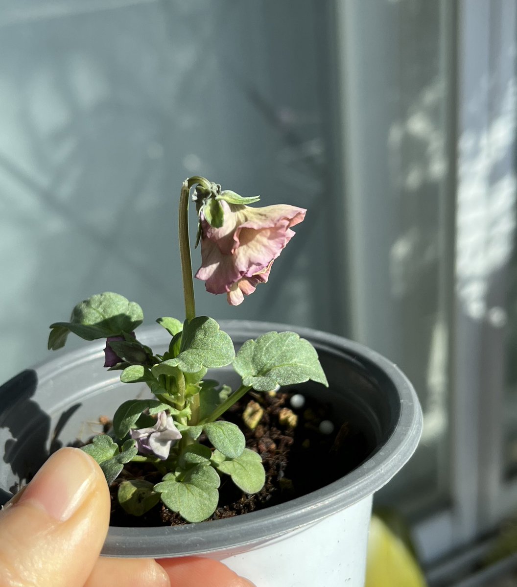 아이님네 프릴팬지 시동 건다잉~