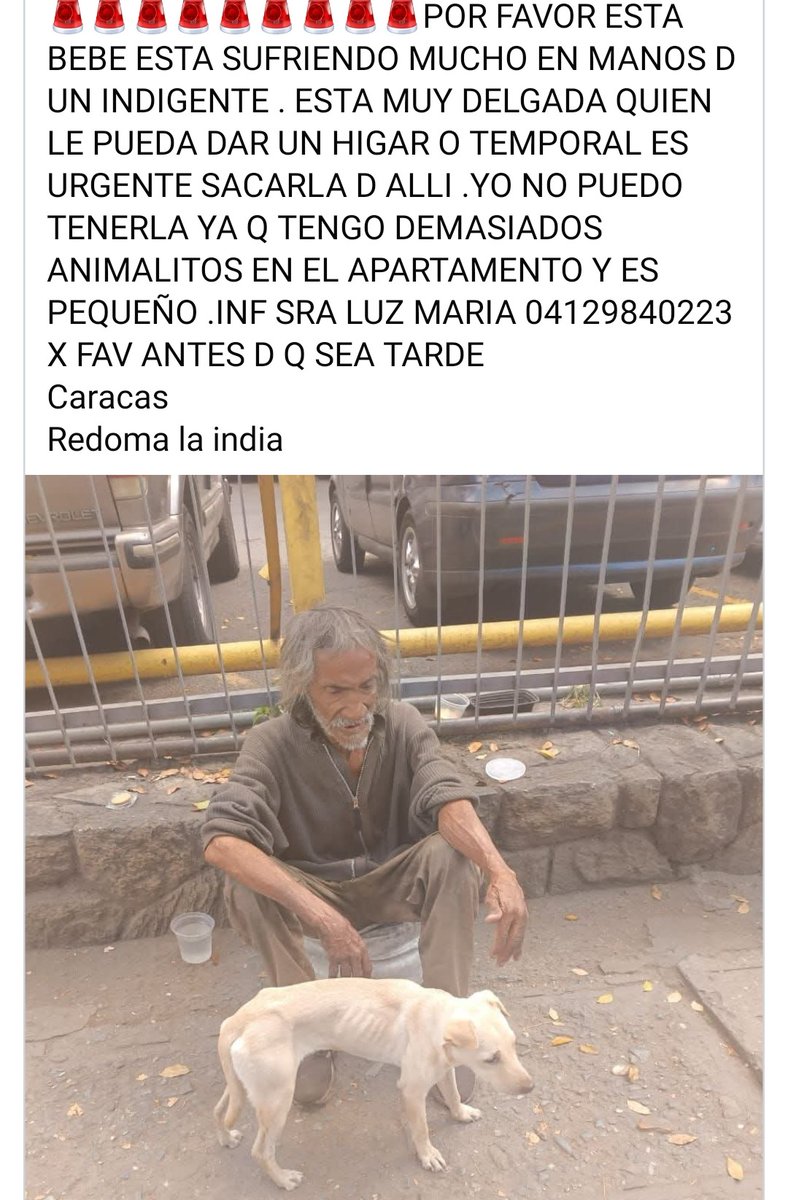 PerroUsuario's tweet image. Necesita URGENTE hogar temporal, Caracas