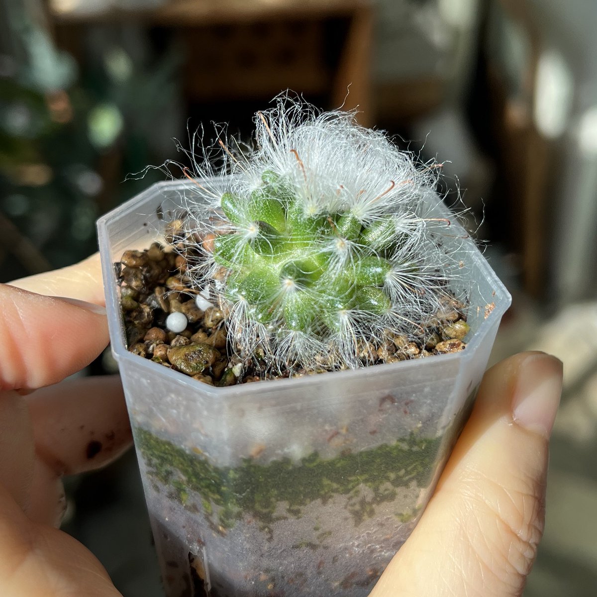 해드는 방향에만 털이 북실북실해져서 가끔 화분 방향 돌려줌.