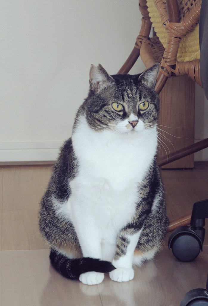 百円 (@2020momo100) / Posts / X