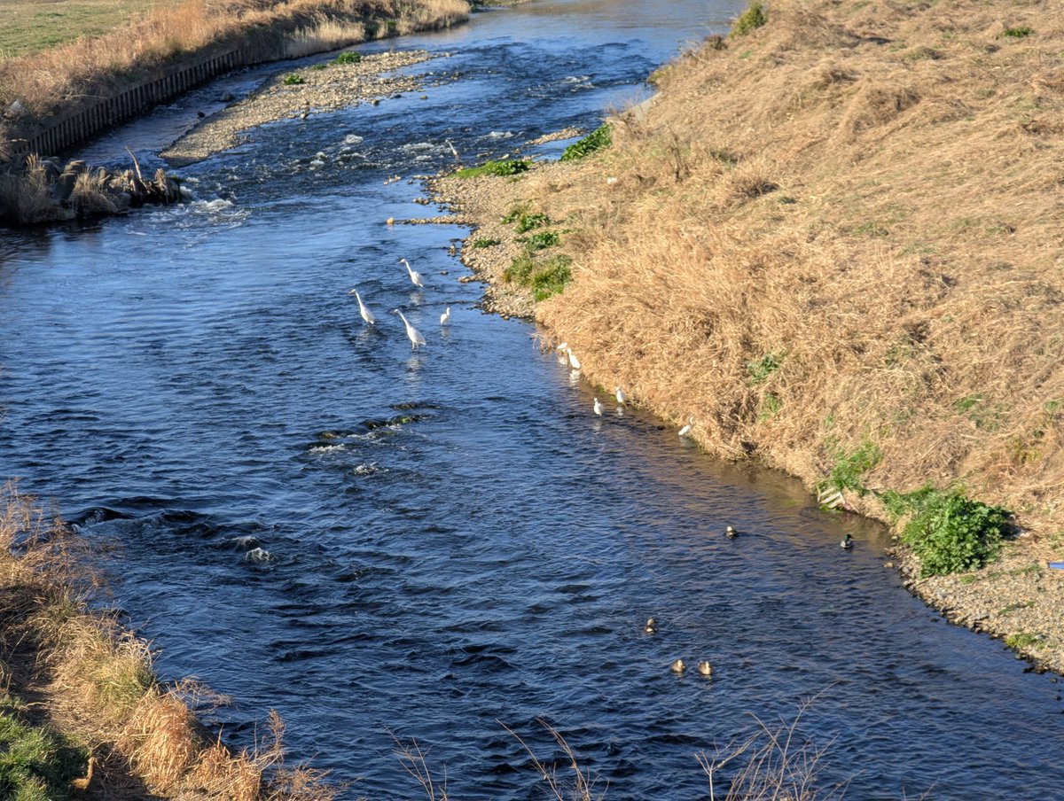 enumura's tweet image. 本日の地元サギ集団。