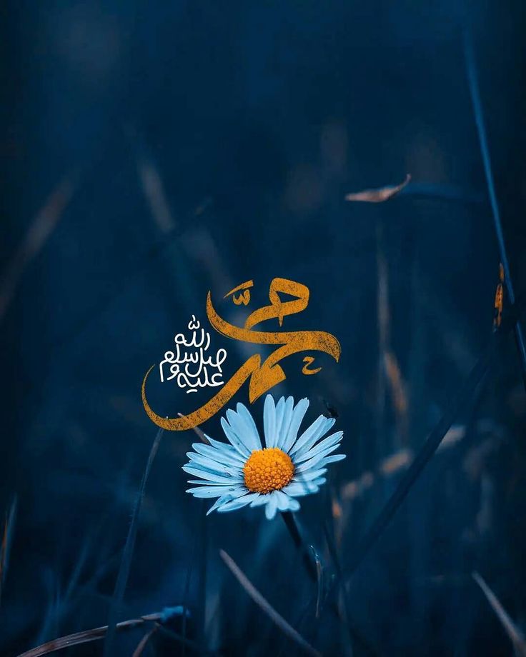 (﷽)  وَرَفَعۡنَا لَكَ ذِكۡرَكَ ۝  (ﷺ)
#خاتم_النبیین_محمدﷺّ
#درود_وسلام