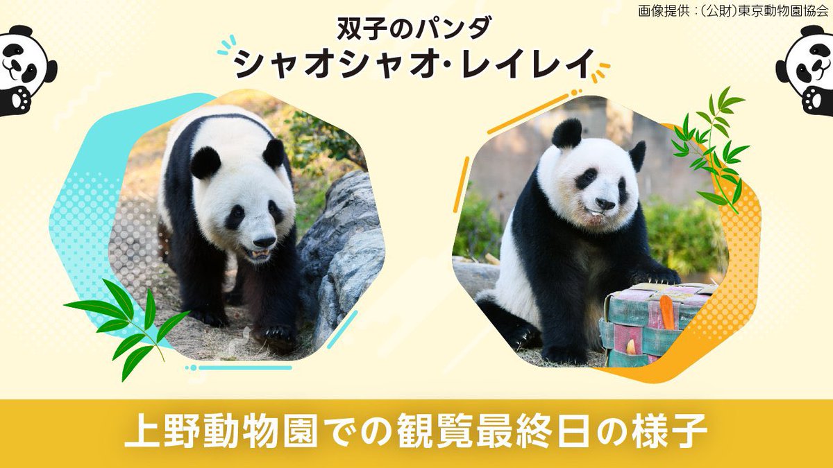 🐼シャオシャオ＆レイレイ、ありがとう🐼

きょうは、上野動物園の双子パンダ #シャオシャオ と #レイレイ の最終観覧日です。

Yahoo!ニュースの特集で、最終観覧日の様子を動画で公開しています🎥 news.yahoo.co.jp/pages/20260125a

#シャオレイありがとう