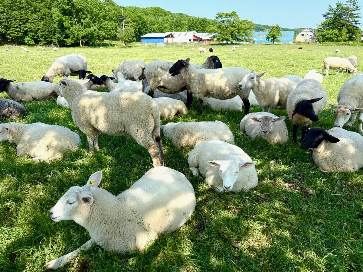作家　羊 羊ばかり1年かけて撮りました。 羊は、もちろん初めて取り組みました