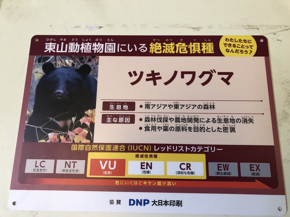 bonitajaponesa's tweet photo. #moonbear is #endangered_species. that no food in the mountains is the responsibility of #Japan, which has been capturing and killing even mother, cubs, during and after hibernation. Last year alone, 16,000 bears were killed. budget is 6.2 billion yen by LDP. Do oppose it! https://t.co/98QuzZr07C