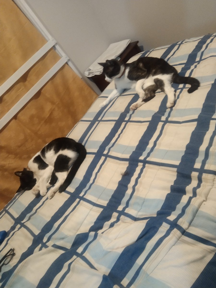 Blanca y Rosa.