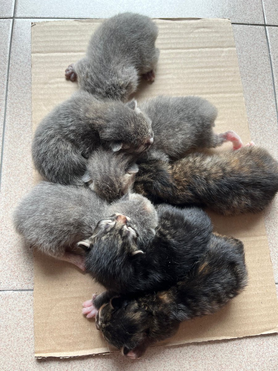 7 segini banyak gimana ngurusnya ya allah 😭