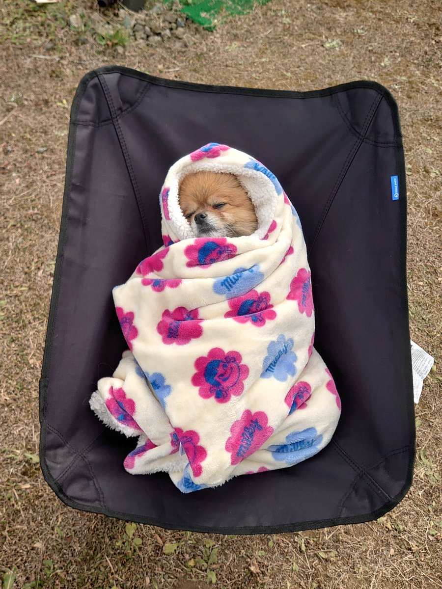 harepiyopiyo's tweet photo. 犬が庭に出ると言うので https://t.co/Bf6KxDo7xt