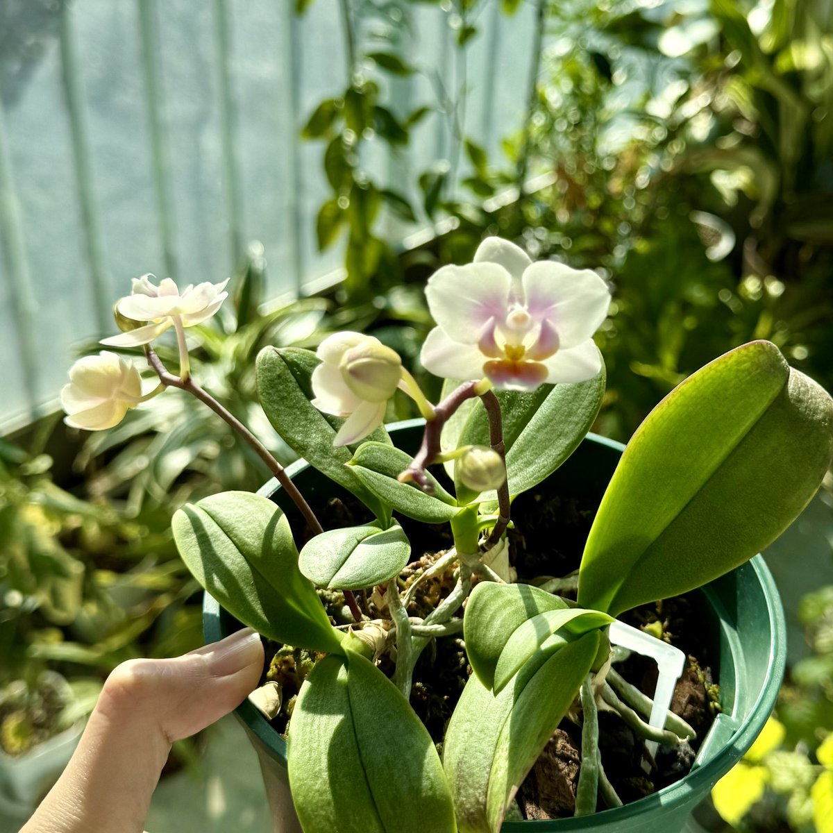 작년에 2개에서 4개로 쪼개지면서 힘이 부족했는지 꽃디가 부실. #호접란_리틀프린스