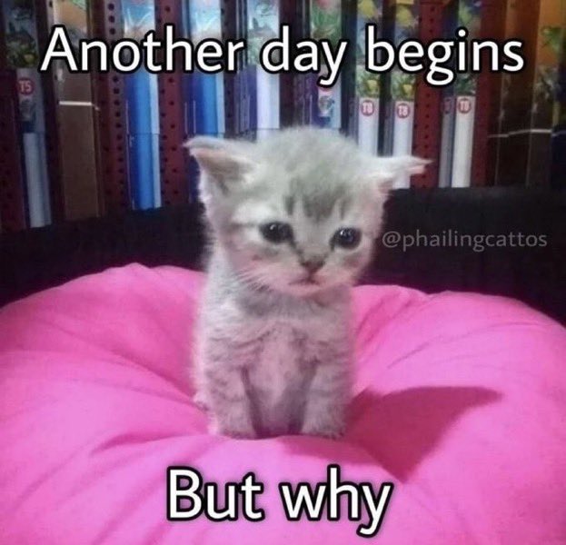 BuiltOnAmbition's tweet photo. /i need to start drawing grim as these cat memes https://t.co/CZAJyzHjGi