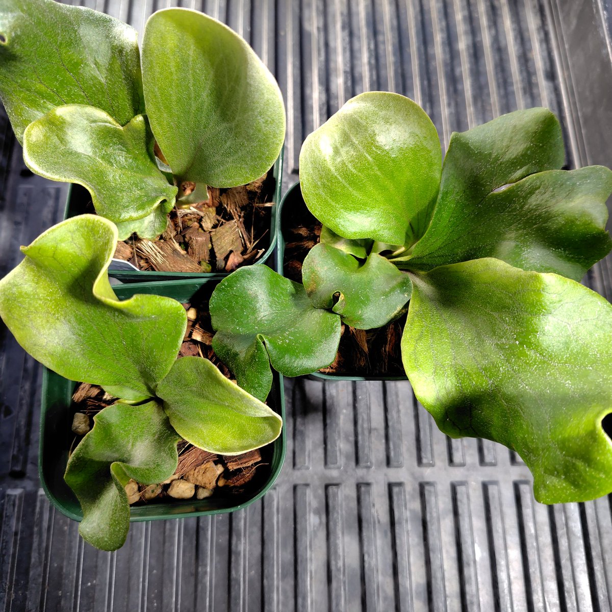 Platycerium hillii (KRM01) spore (hillii'Kylin' &amp; 'Rimklong' MIX spore)
春が待ち遠しい
#platycerium
#ビカクシダ
#ヒリー狂会