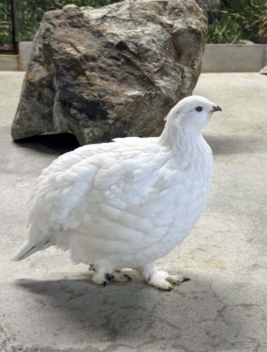 このかわいいライチョウさんを、未来にも。
富山市ファミリーパークのライチョウ保全への挑戦を応援しています。
よかったら、広めてもらえるとうれしいです。
#残そうライチョウ