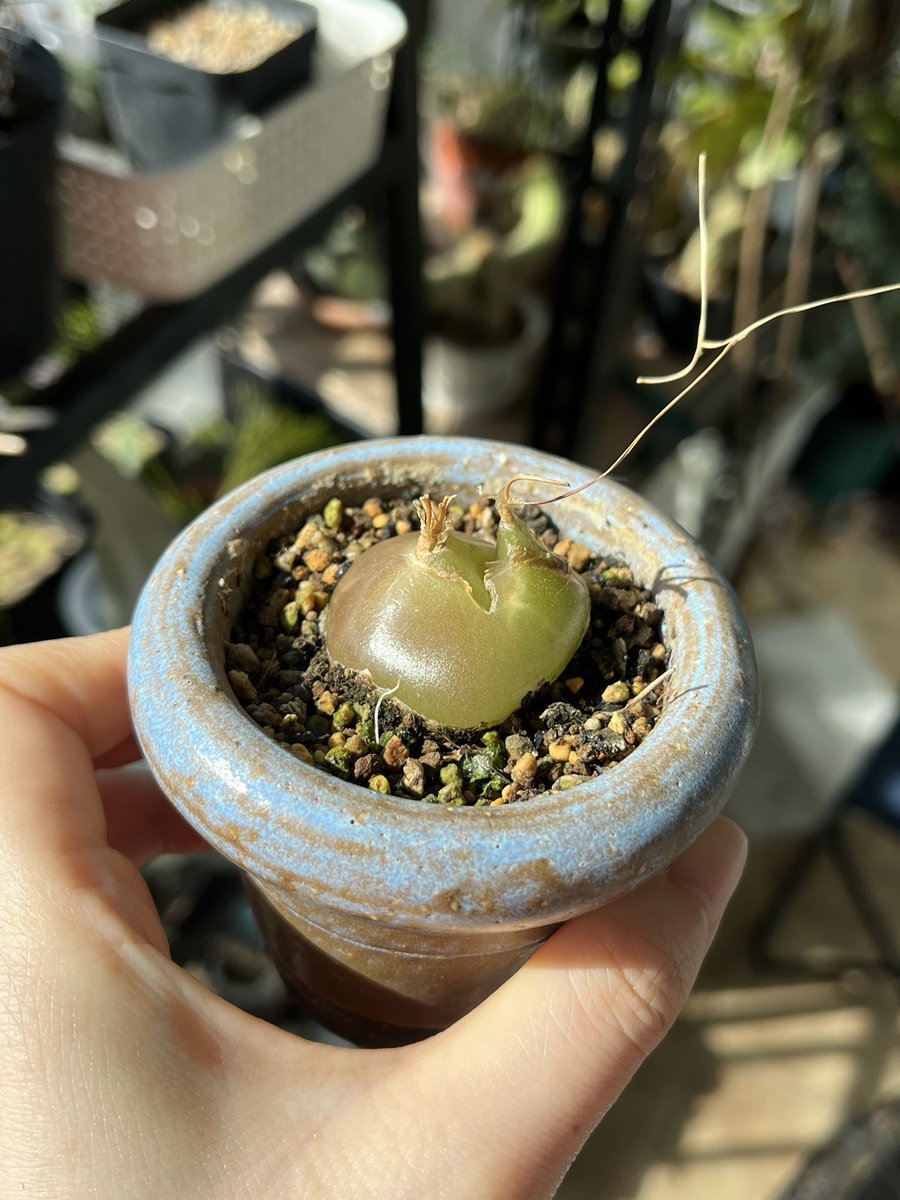 인트리카타
얘는 아직 똥그란데 쟤는 분지한다