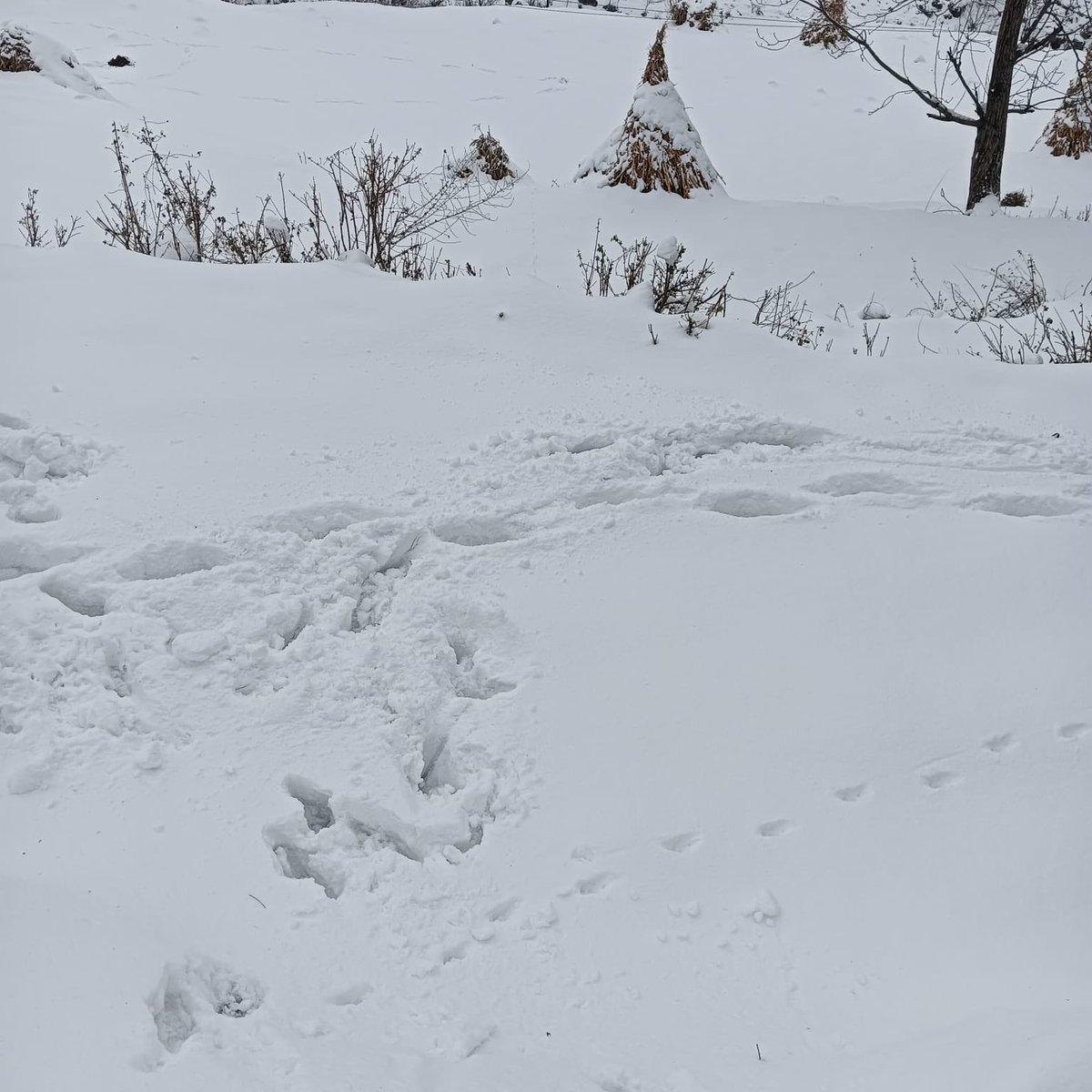 Shivani Vaid tweet media